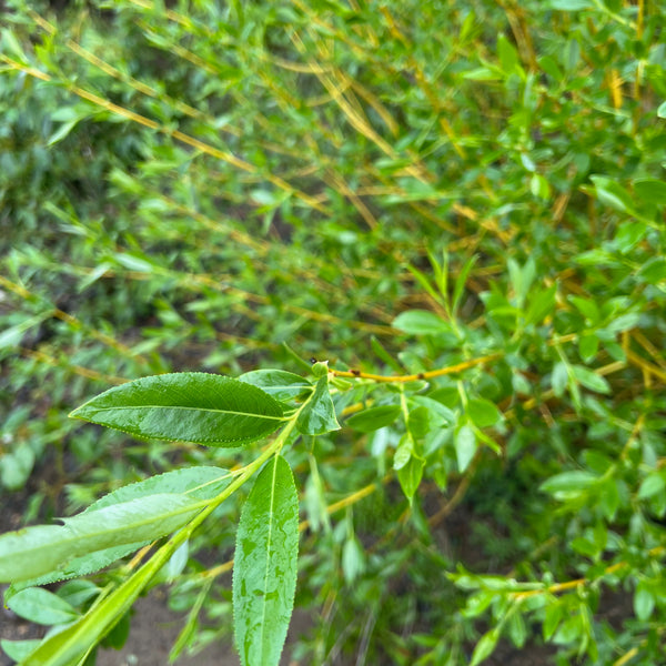 Salix lasiandra - Pacific Willow