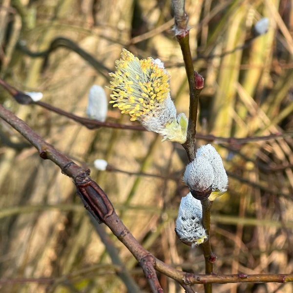 Salix sitchensis - Sitka Willow