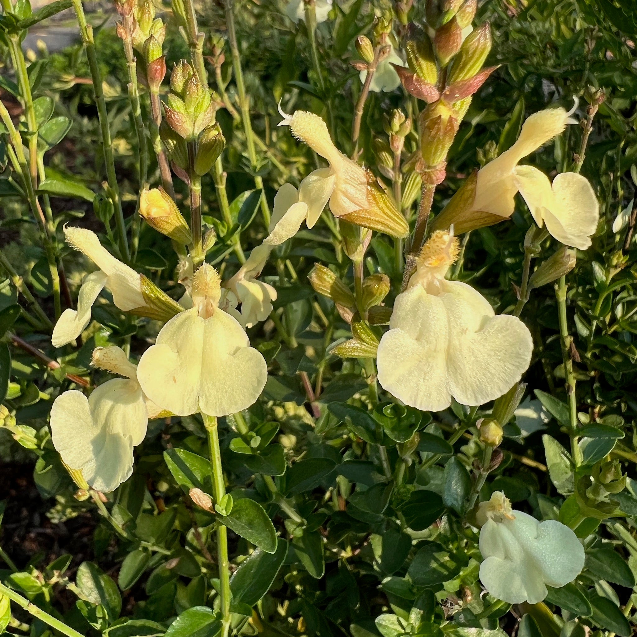 Salvia x jamensis 'Cienega de Oro' - Cienega de Oro Sage