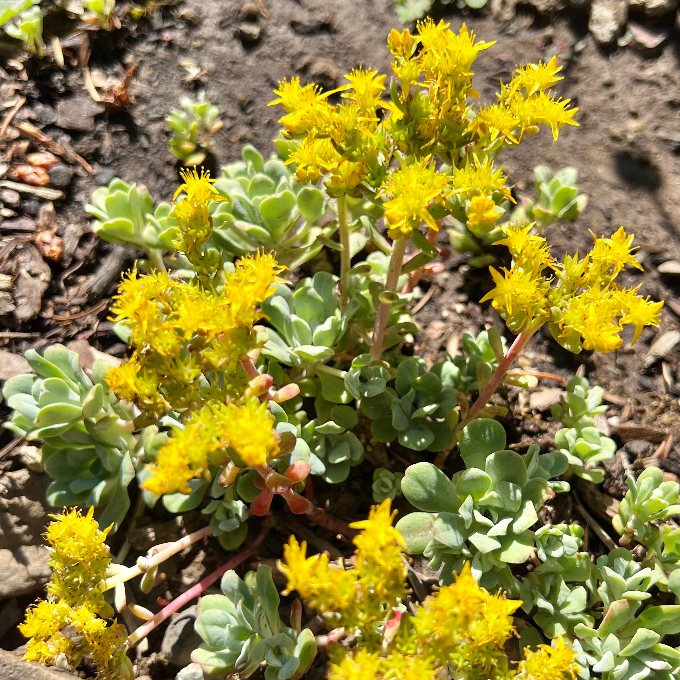 Sedum Spathulifolium - Broadleaf Stonecrop