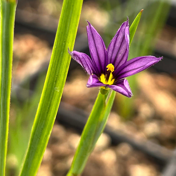 Sisyrinchium idahoense - Idaho Blue-Eyed Grass