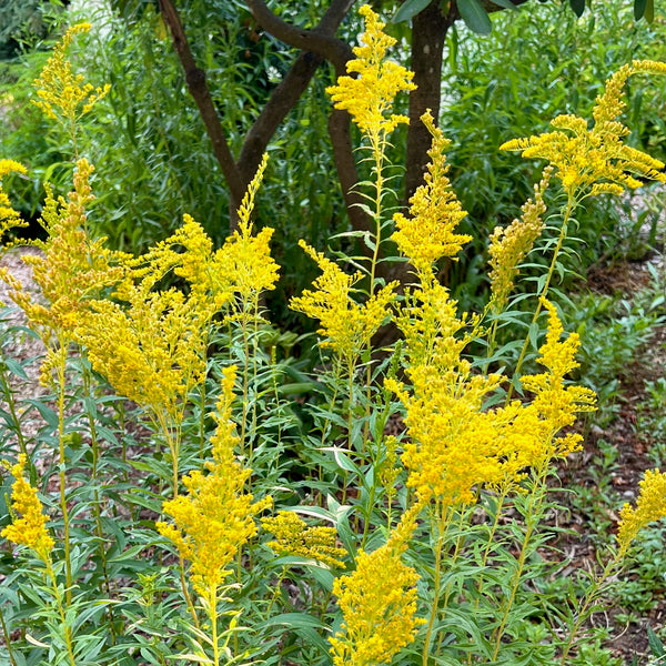 Solidago lepida - Western Canada Goldenrod
