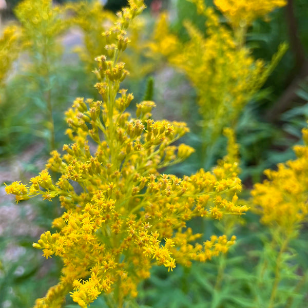 Solidago lepida - Western Canada Goldenrod