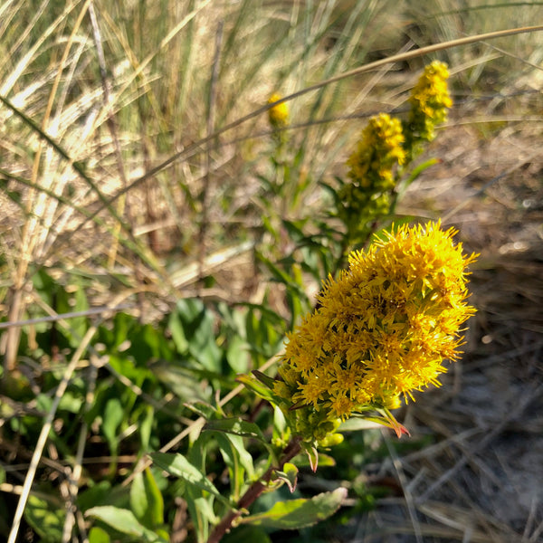 Solidago spathulata - Coast Goldenrod