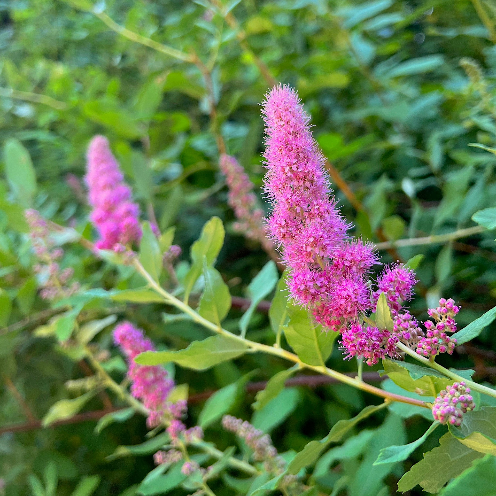 Spiraea douglasii - Douglas Spirea