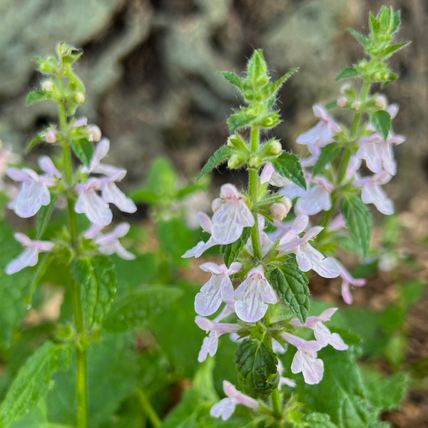Stachys rigida - Rough Hedgenettle