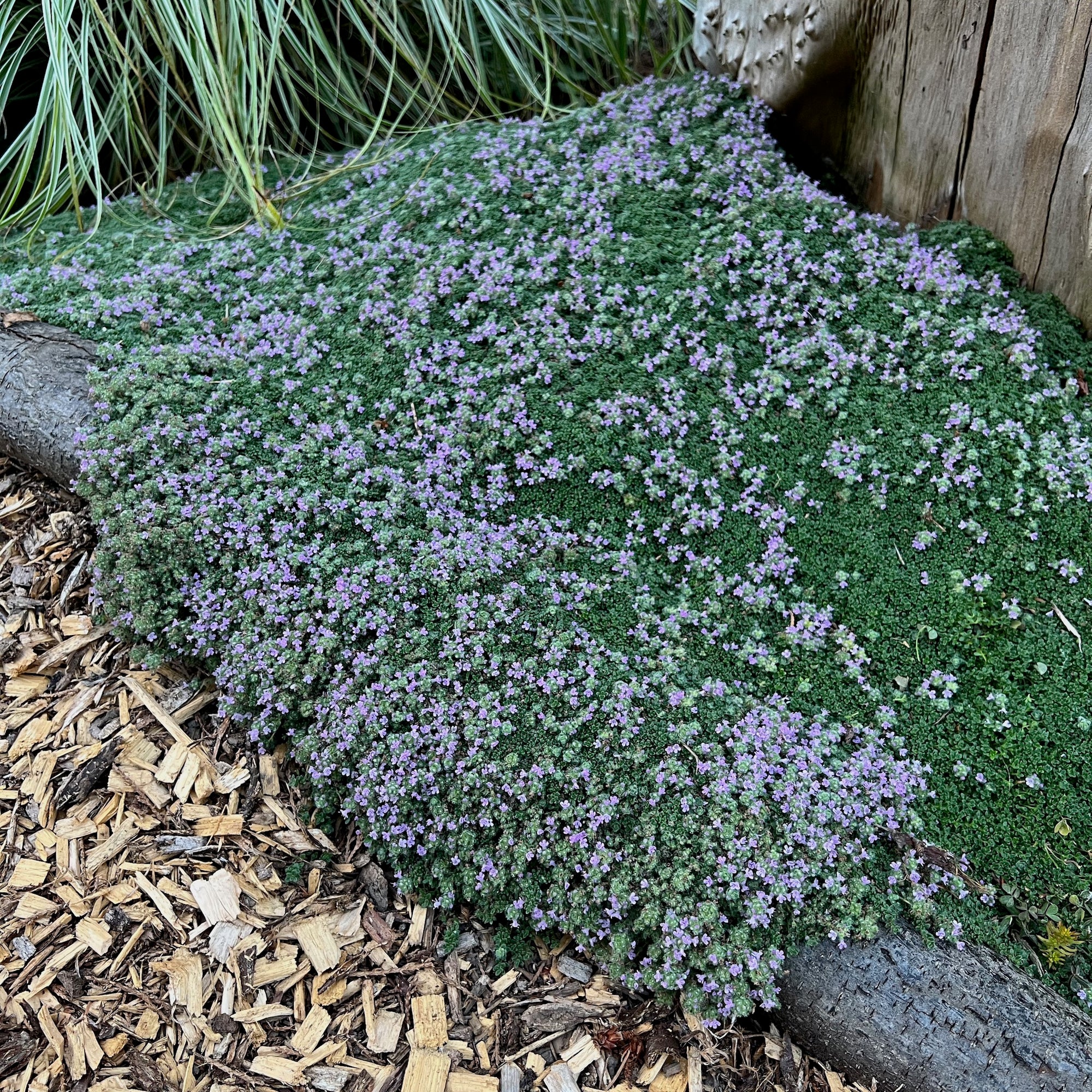 Thymus Serpyllum 'elfin' - Elfin Thyme – Green Seed Gardens