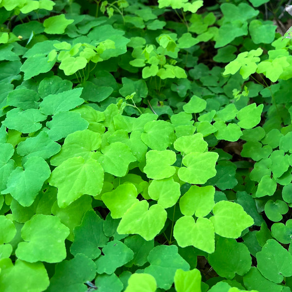 Vancouveria Hexandra - White inside-out flower