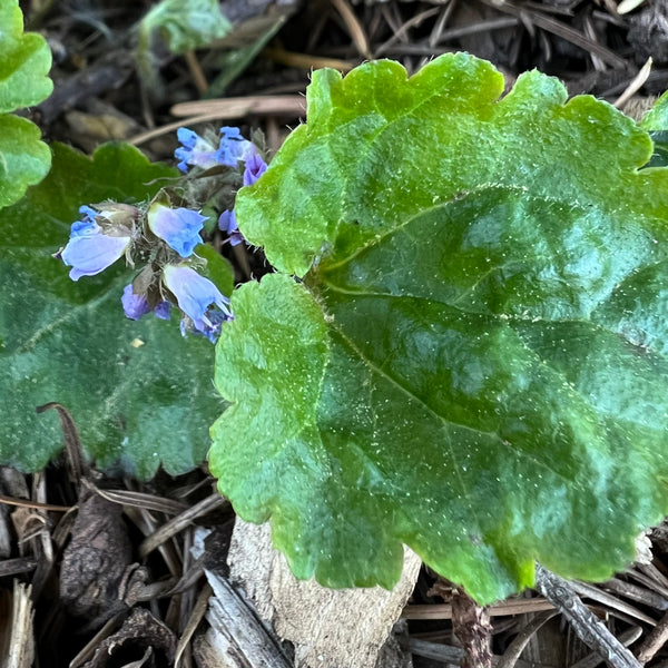 Veronica regina-nivalis - Snow Queen