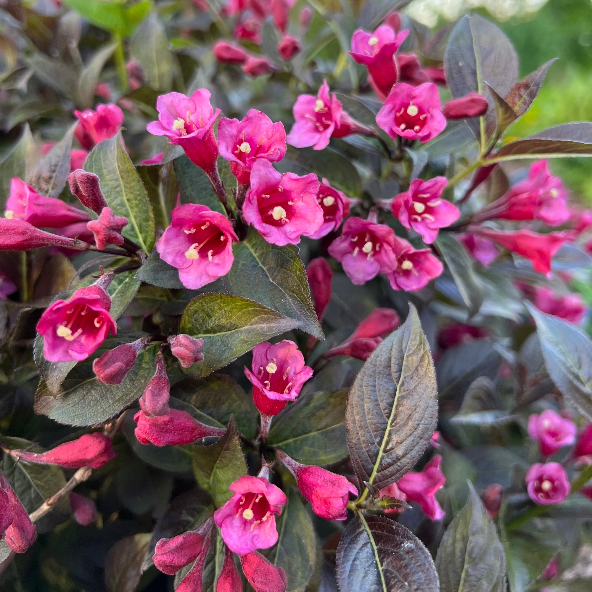 Weigela florida 'Tango' - Tango Weigela – Green Seed Gardens