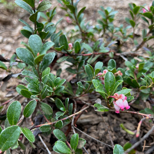 Arctostaphylos uva-ursi - Kinnickinnick