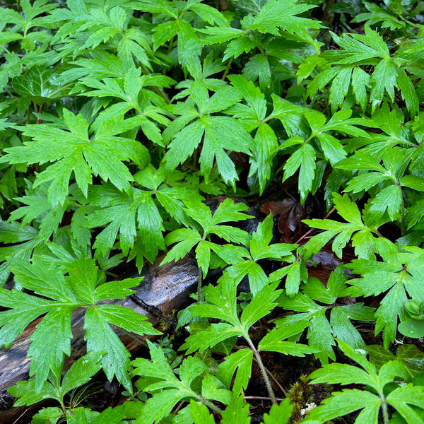 Hydrophyllum tenuipes - Pacific Waterleaf