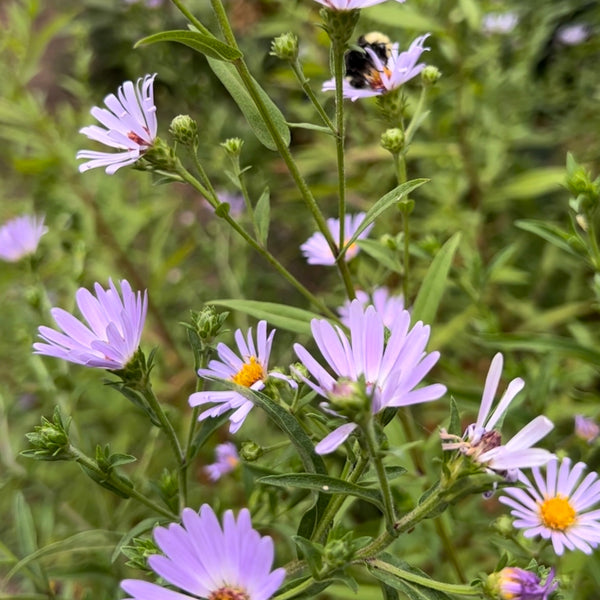 Symphyotrichum subspicatum - Douglas Aster