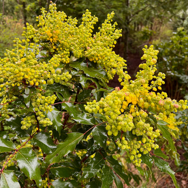 Mahonia aquifolium - Tall Oregon Grape