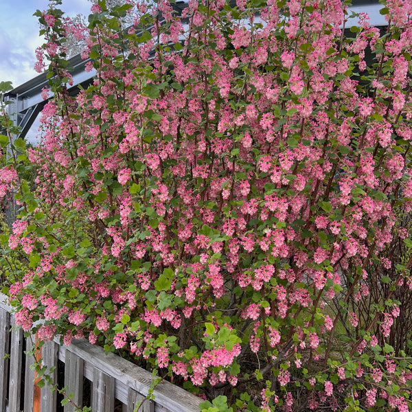 Ribes sanguineum - Red Flowering Currant