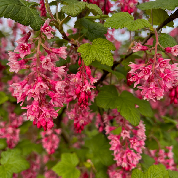 Ribes sanguineum - Red Flowering Currant