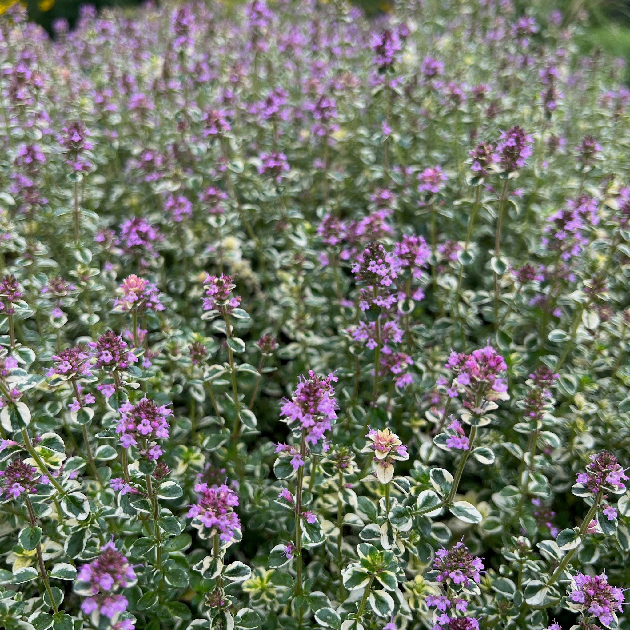 Thymus pulegioides 'Foxley' - Foxley Thyme