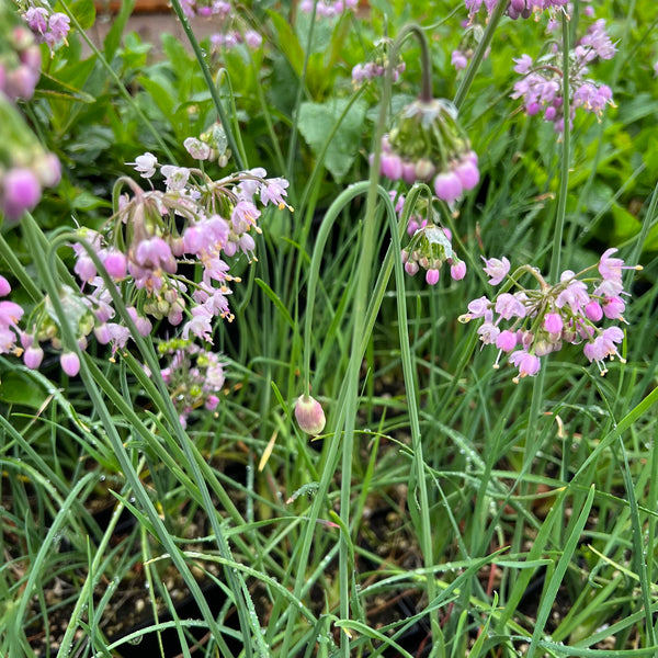 Allium cernum - Nodding Onion
