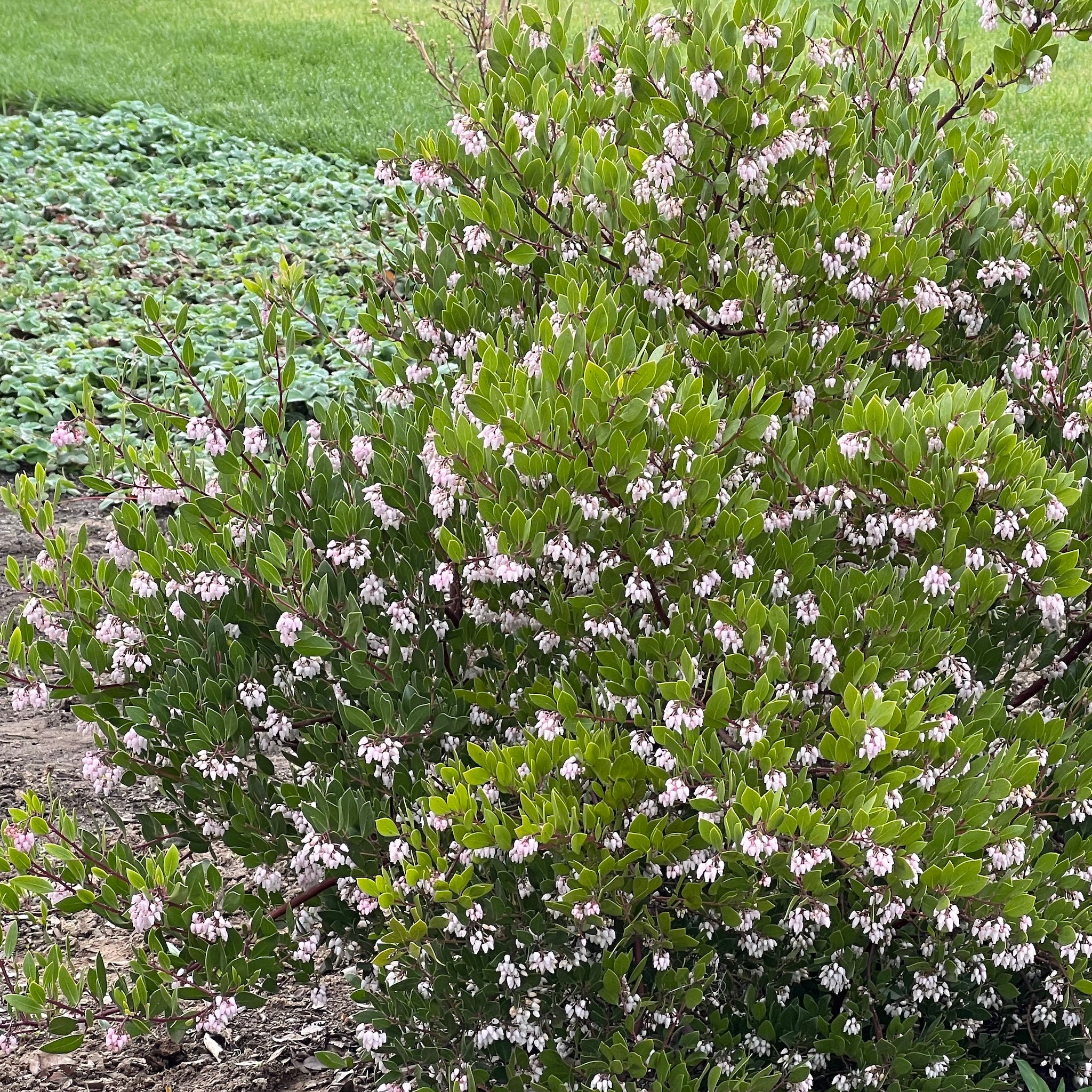 Arctostaphylos x densiflora 'Howard McMinn' - Howard McMinn Manzanita