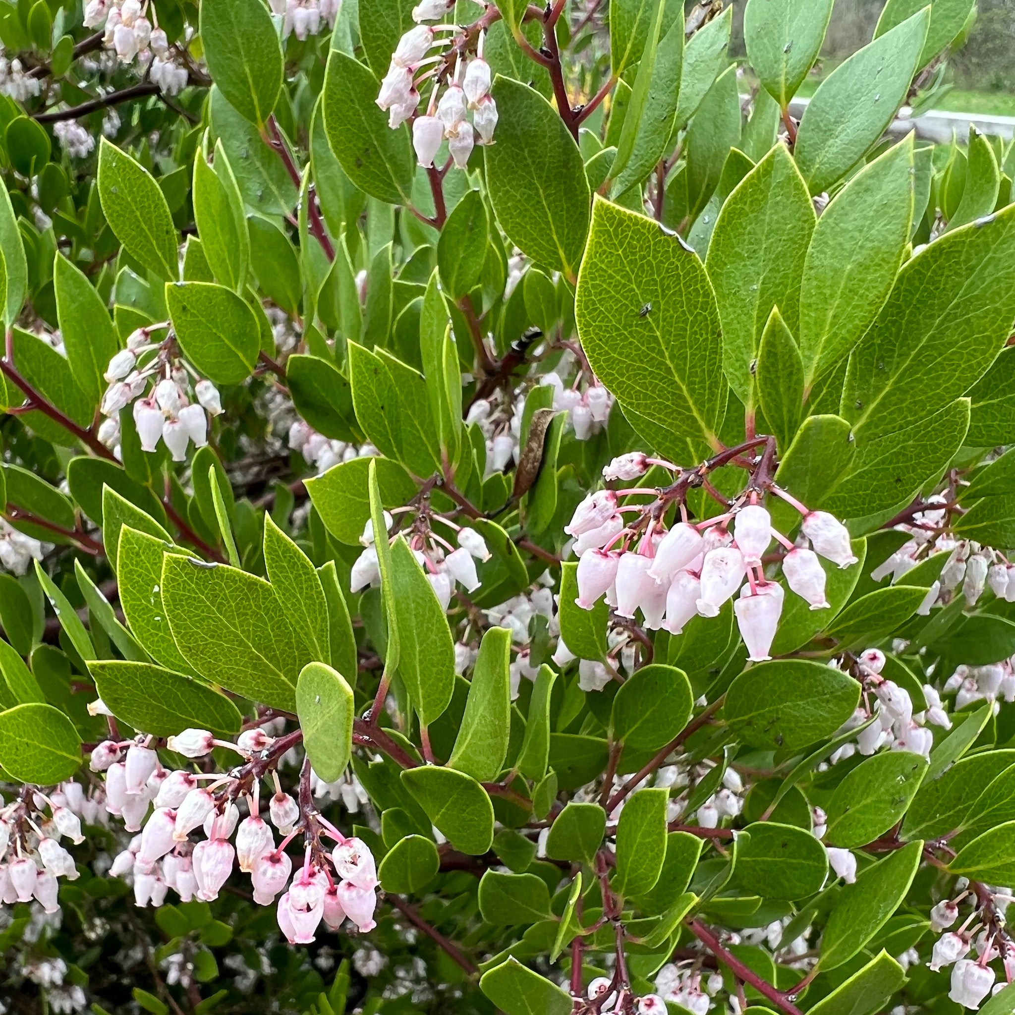 Arctostaphylos x densiflora 'Howard McMinn' - Howard McMinn Manzanita