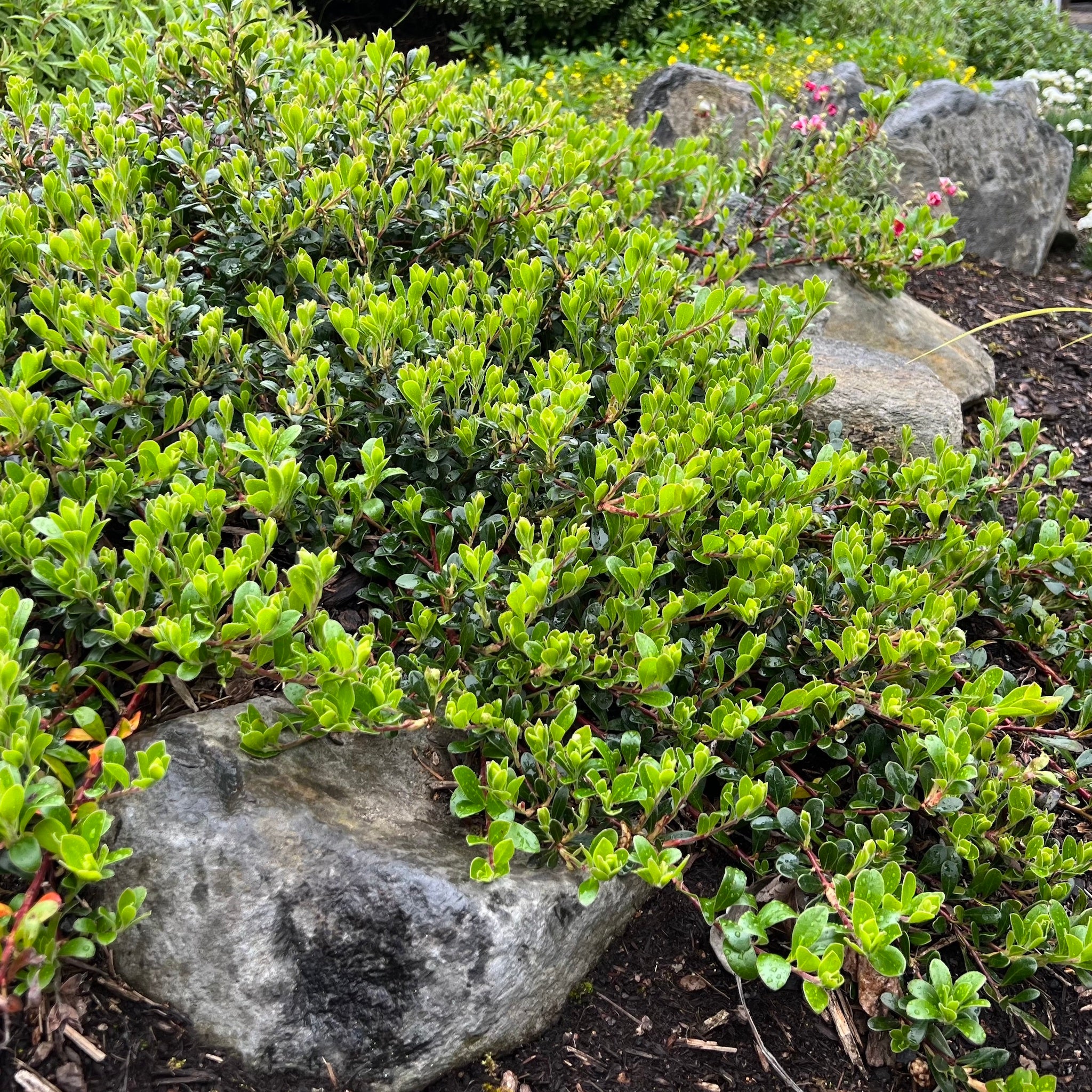 Arctostaphylos uva-ursi 'Vancouver Jade' - Vancouver Jade Kinnickinnick