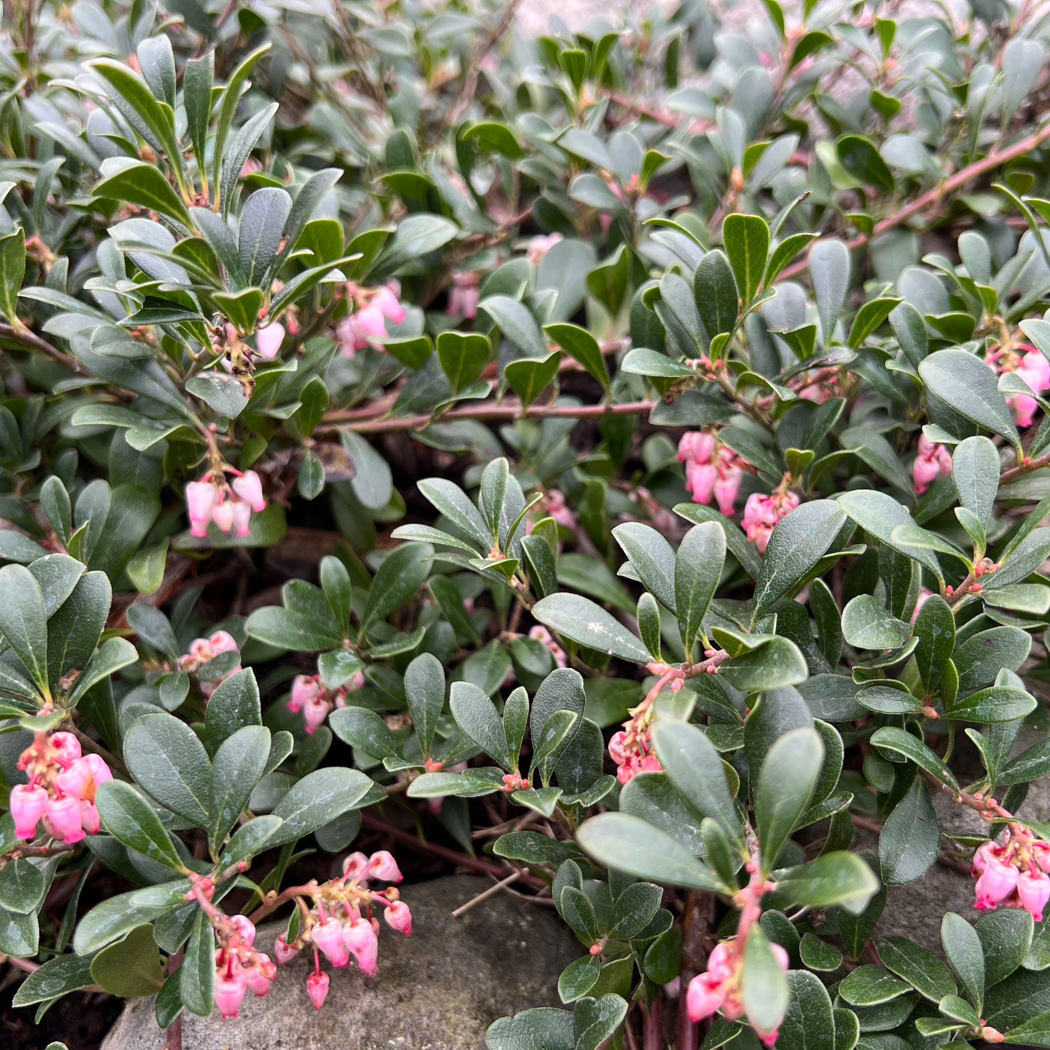 Arctostaphylos uva-ursi 'Vancouver Jade' - Vancouver Jade Kinnickinnick