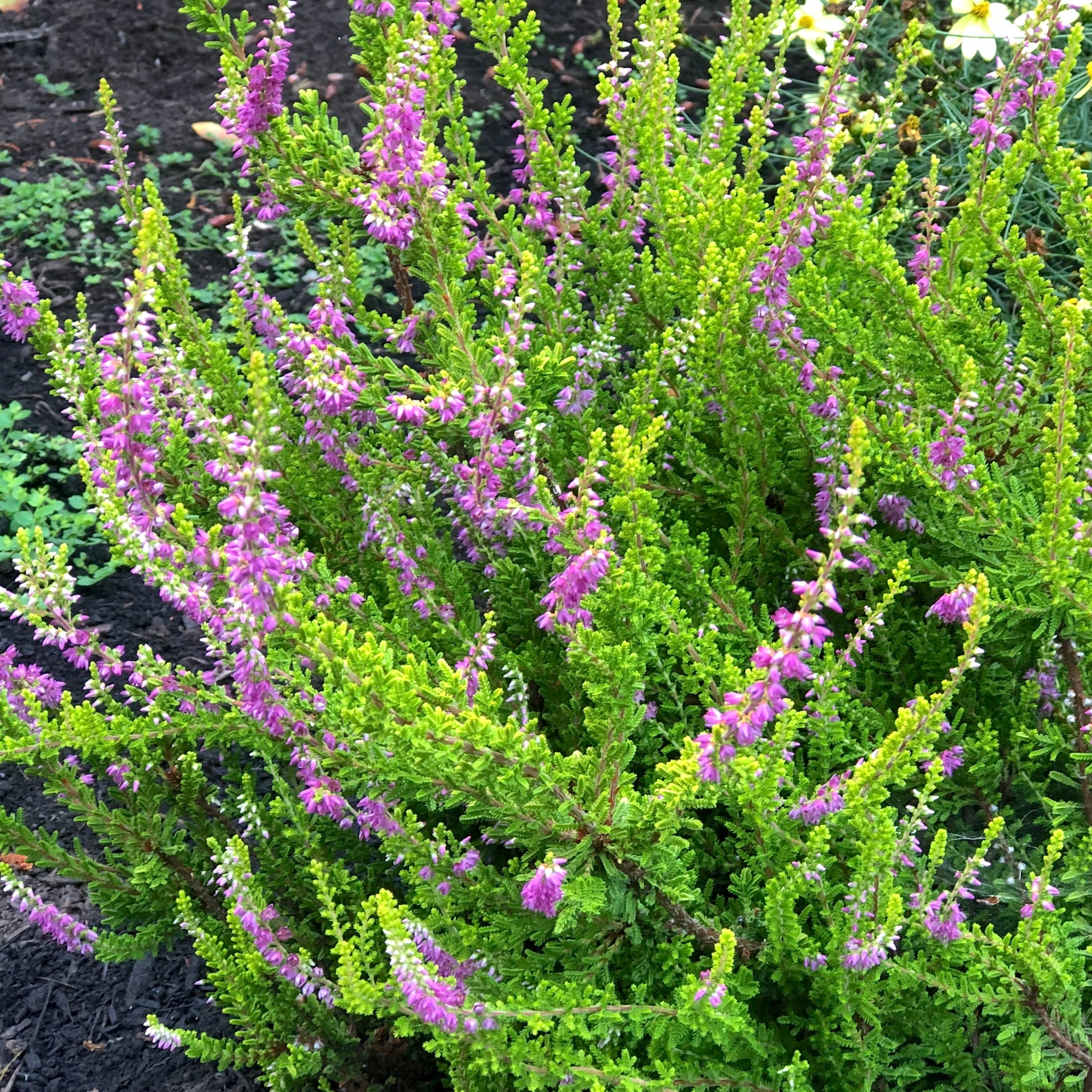 Calluna vulgaris 'Firefly' - Firefly Heather