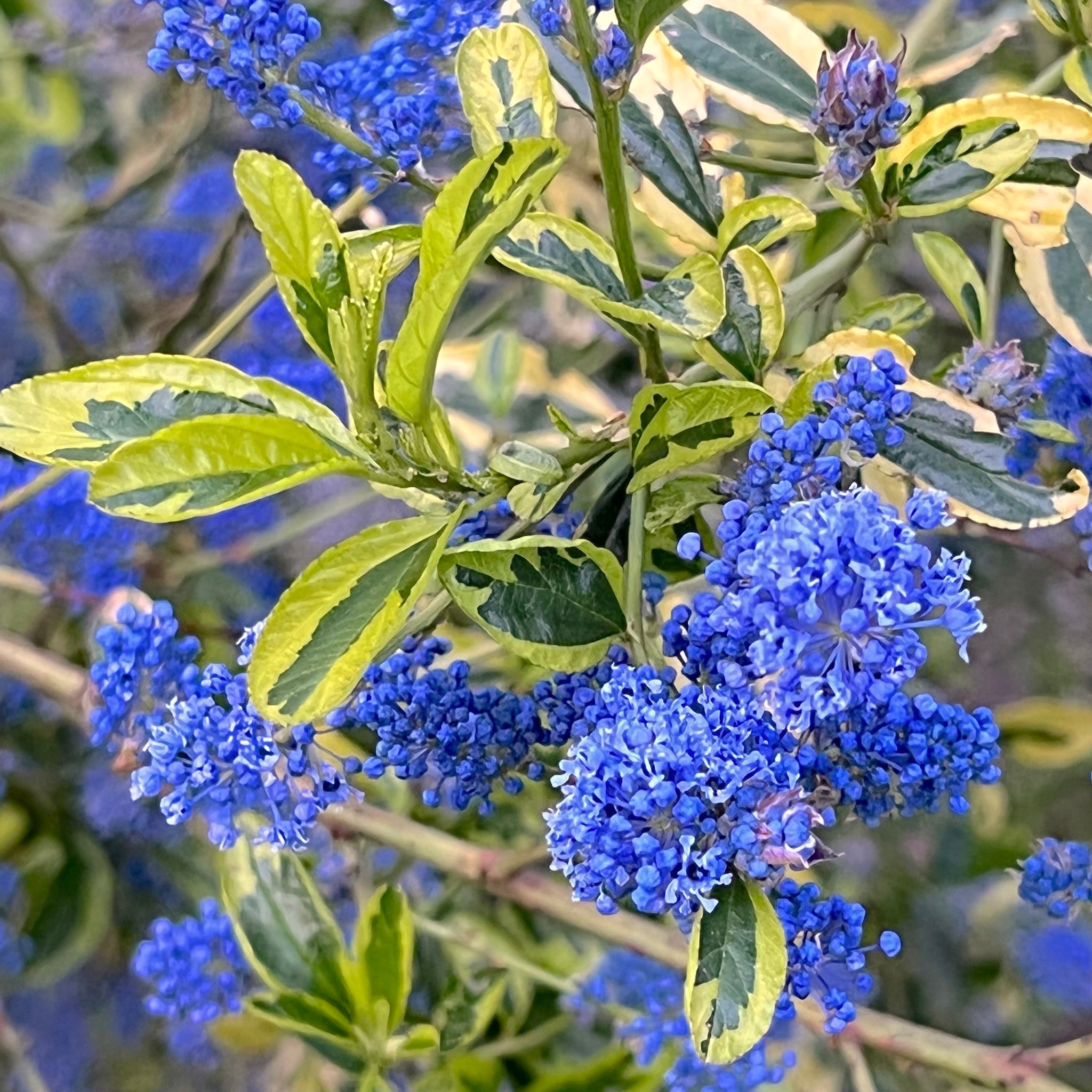 Ceanothus thyrsiflorus 'Black Diamond' - Black Diamond Blueblossom