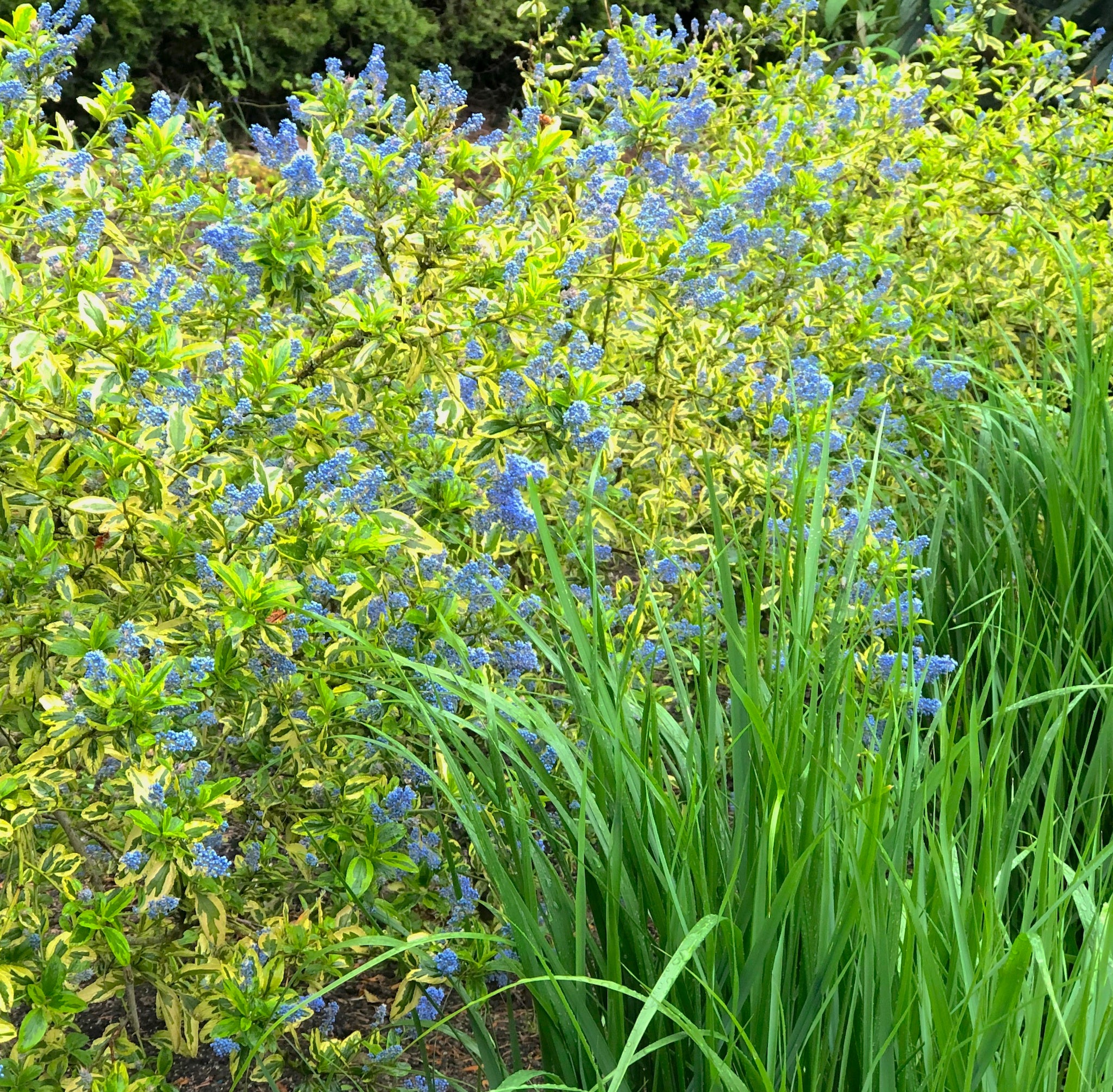 Ceanothus thyrsiflorus 'Black Diamond' - Black Diamond Blueblossom