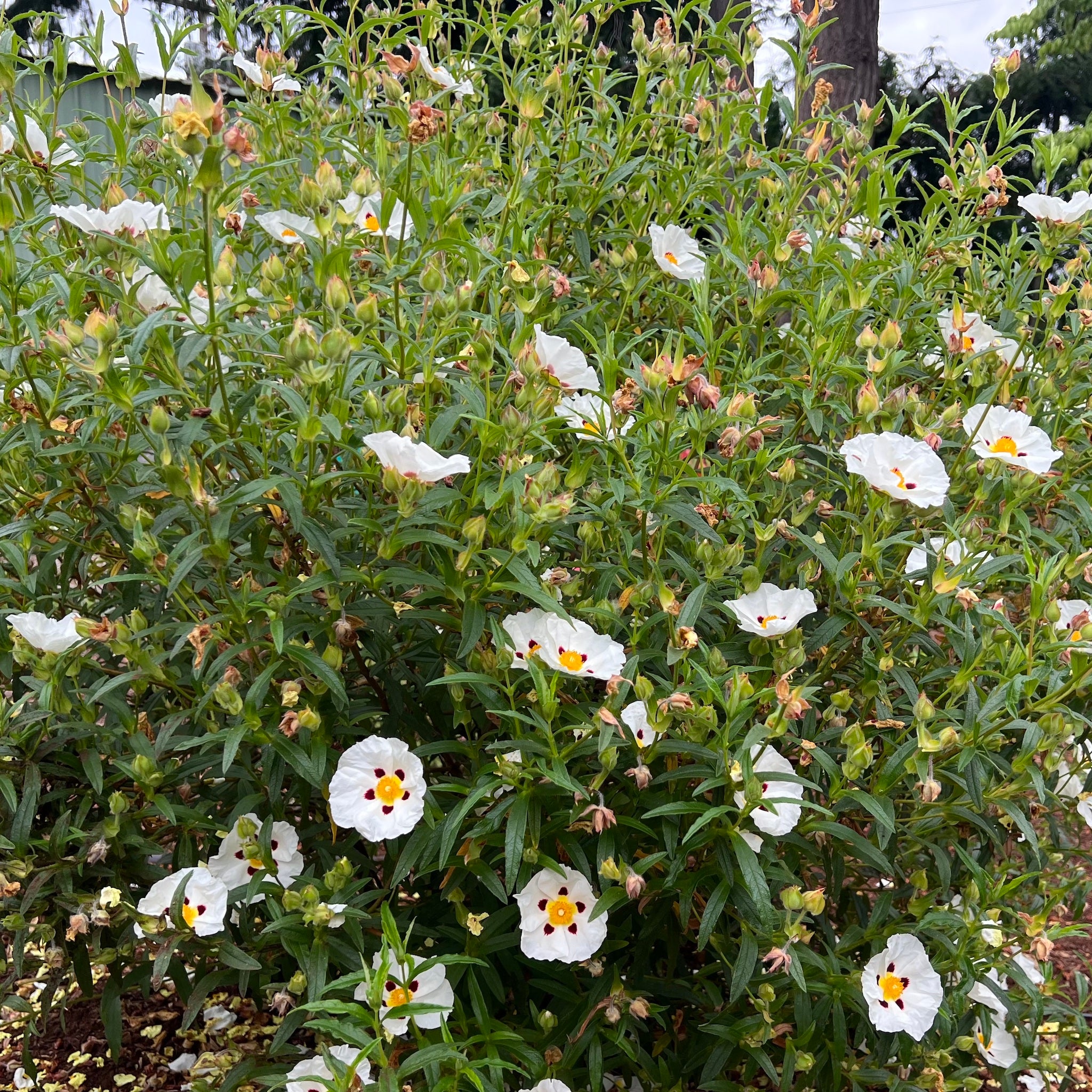 Cistus 'Jenkyn Place' - Jenkyn Place Rock Rose