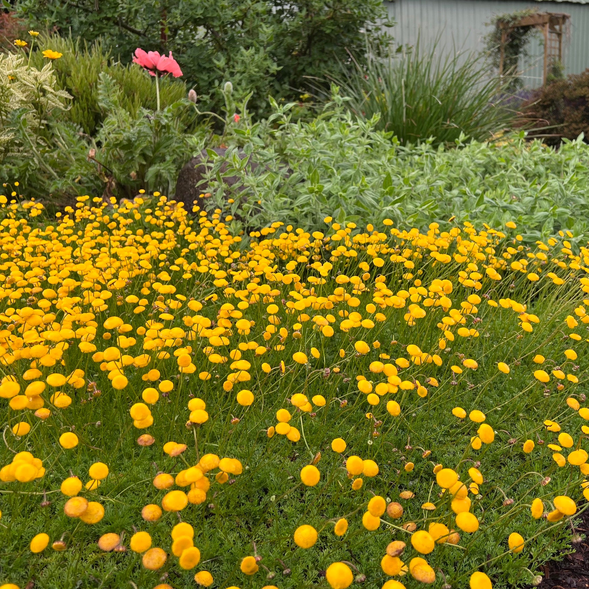 Cotula ‘Tiffendell Gold’ - Creeping Gold Buttons