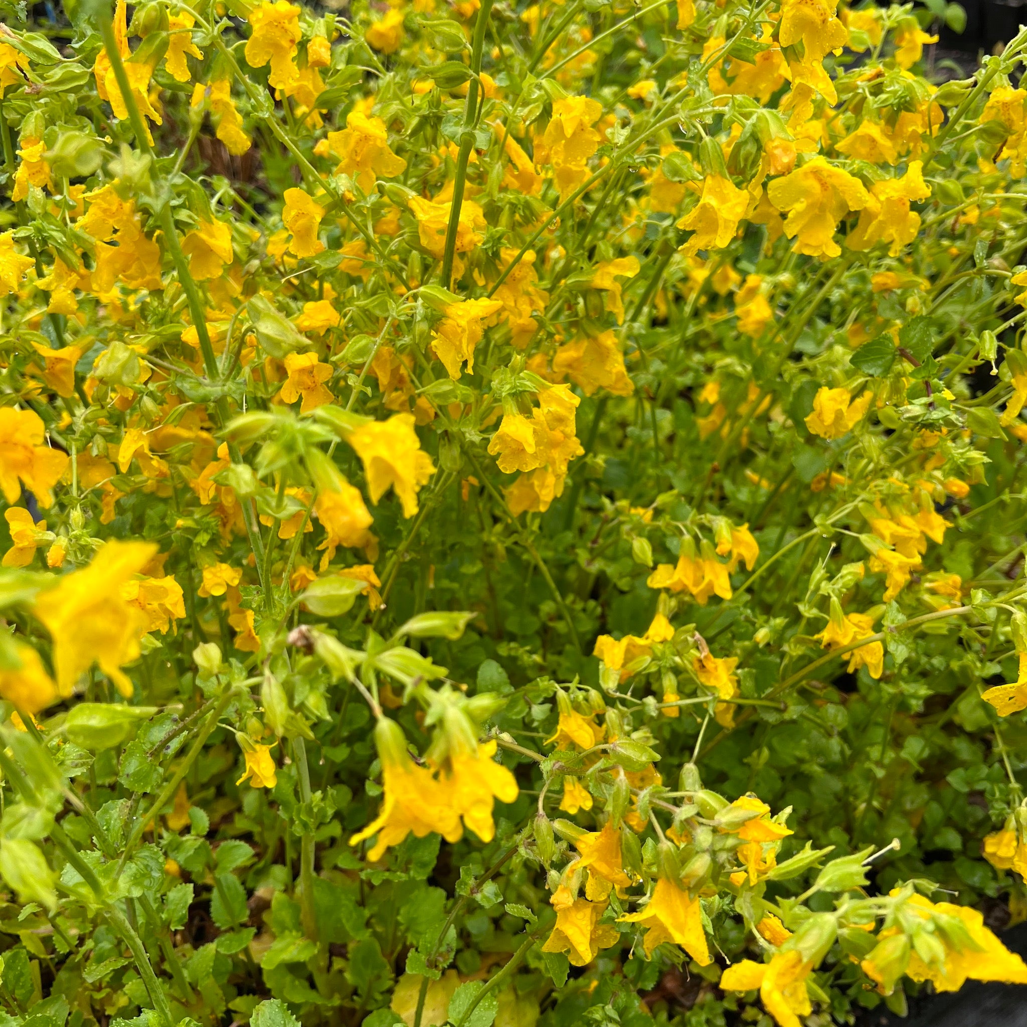 Erythranthe gutatta - Common Yellow Monkeyflower