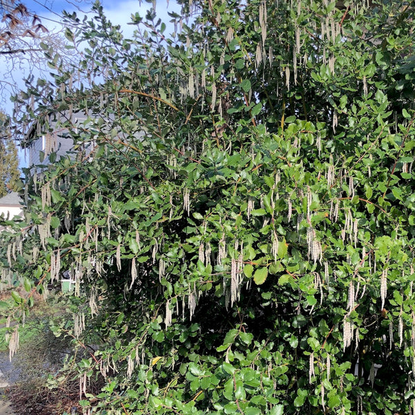 Garrya elliptica - Coast Silk-tassel