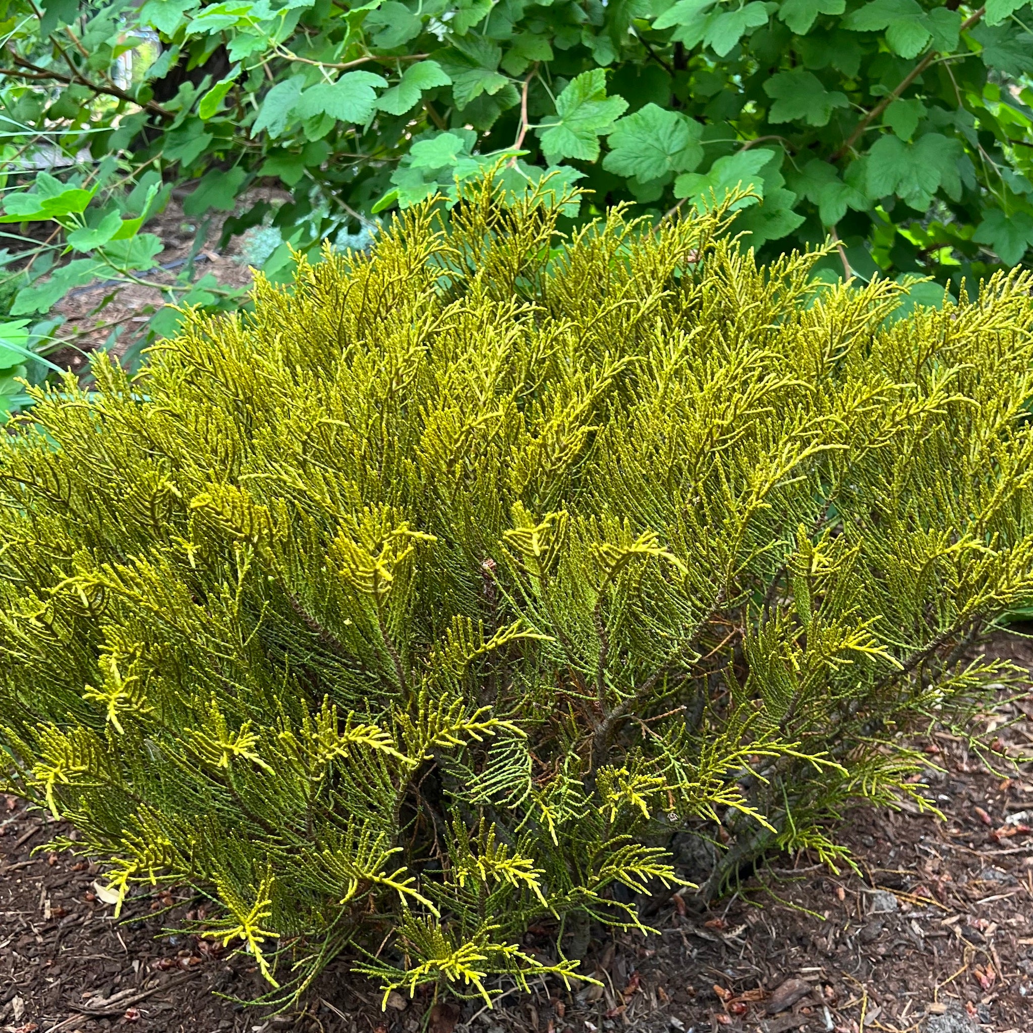 Hebe ochracea 'James Stirling' - James Stirling Hebe – Green Seed Gardens