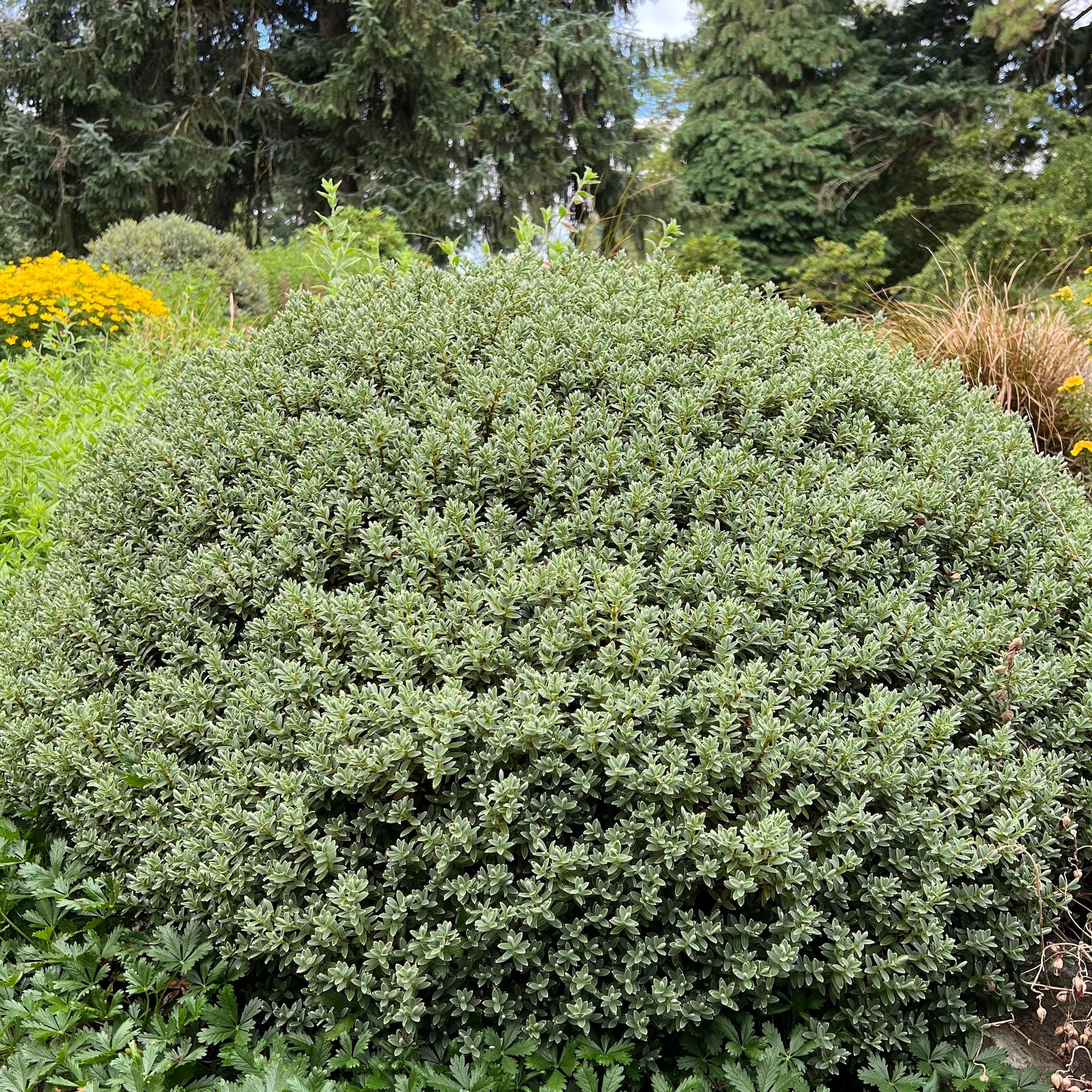 Hebe pinguifolia 'Sutherlandii' - Sutherland Hebe