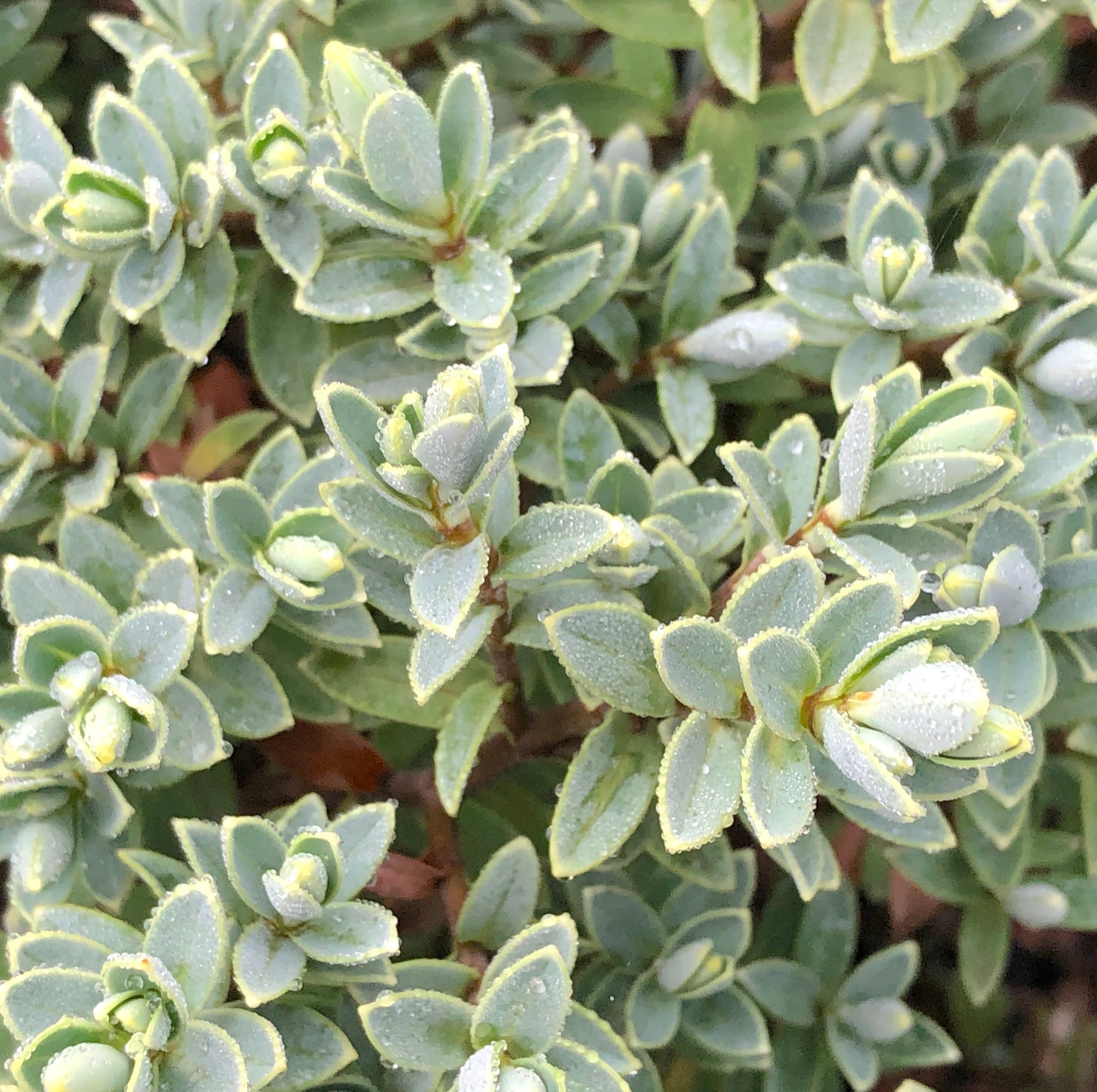 Hebe pinguifolia 'Sutherlandii' - Sutherland Hebe