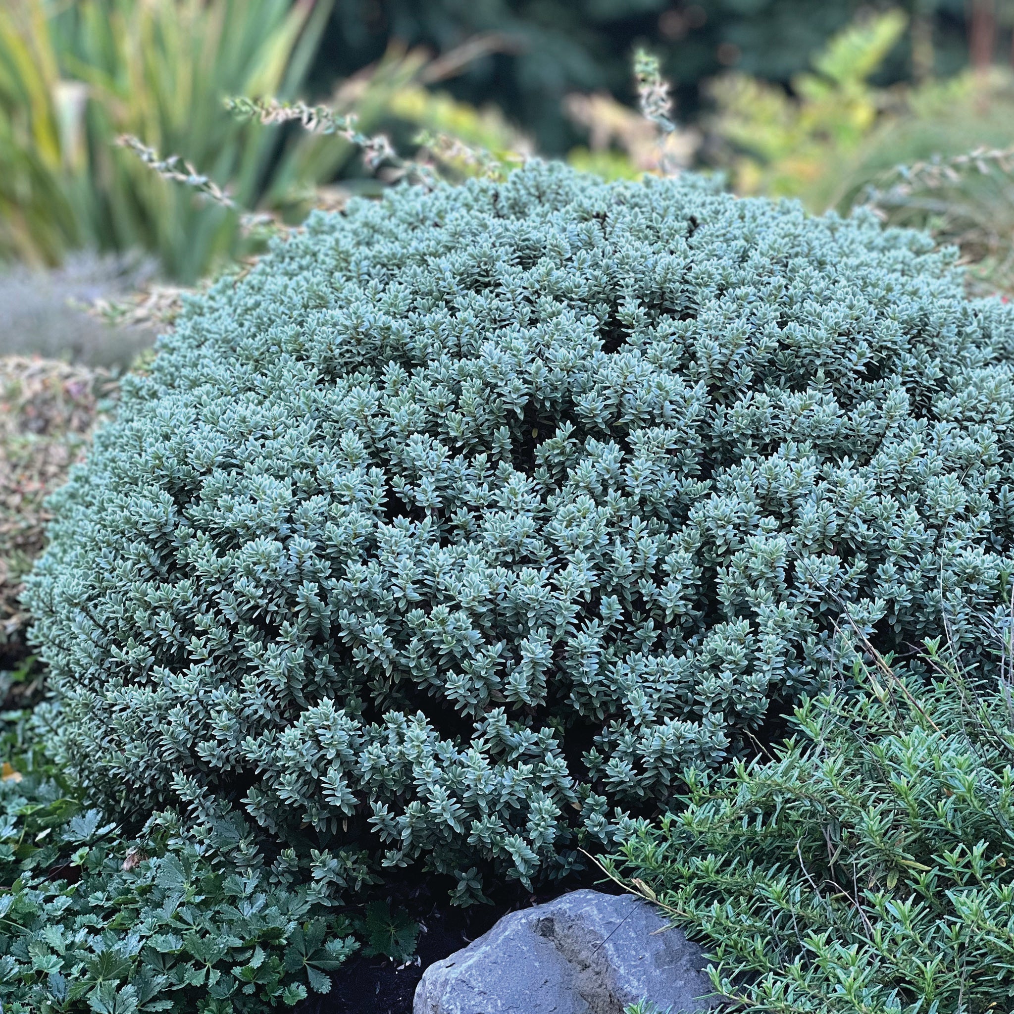 Hebe pinguifolia 'Sutherlandii' - Sutherland Hebe