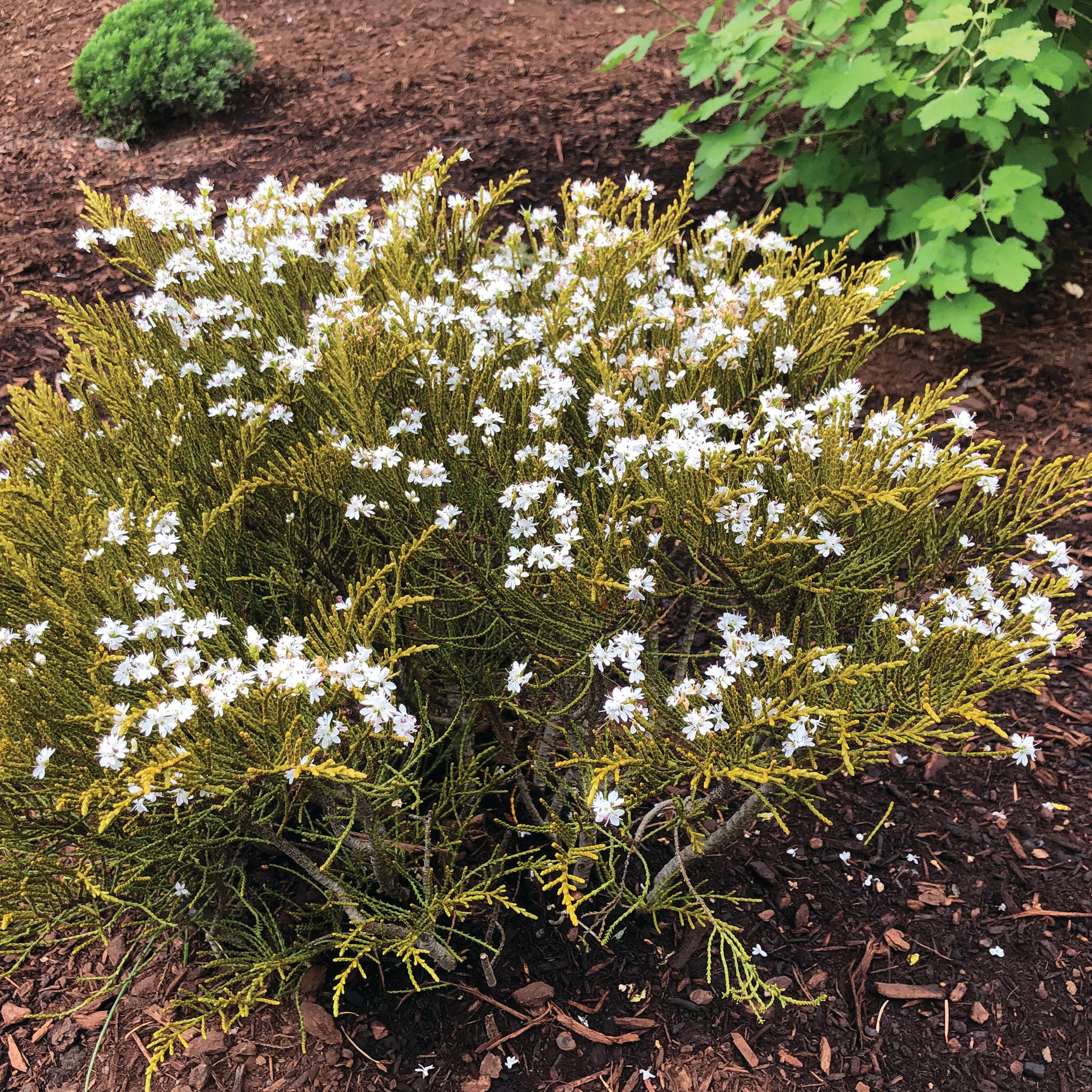 Hebe ochracea 'James Stirling' - James Stirling Hebe – Green Seed Gardens