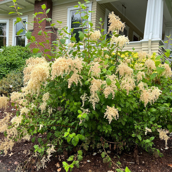 Holodiscus discolor - Oceanspray