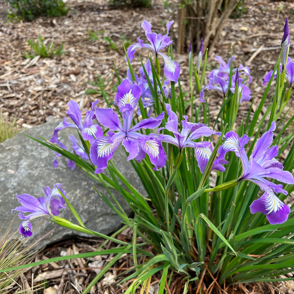 Iris Tenax - Oregon Iris