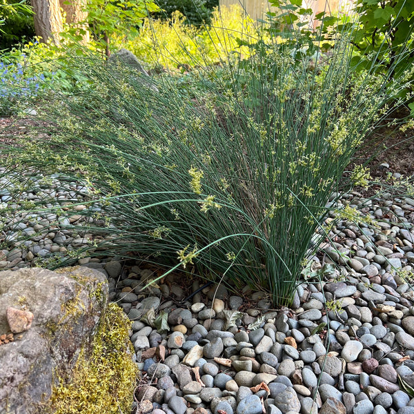 Juncus patens - Spreading Rush