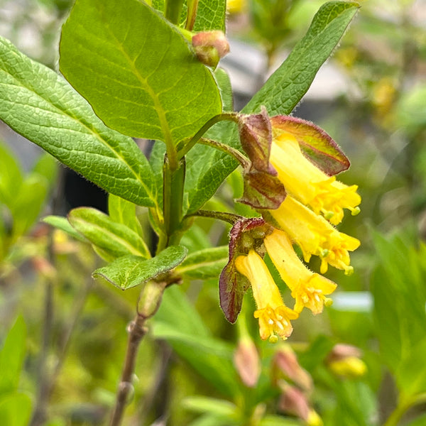 Lonicera involucrata - Twinberry Honeysuckle