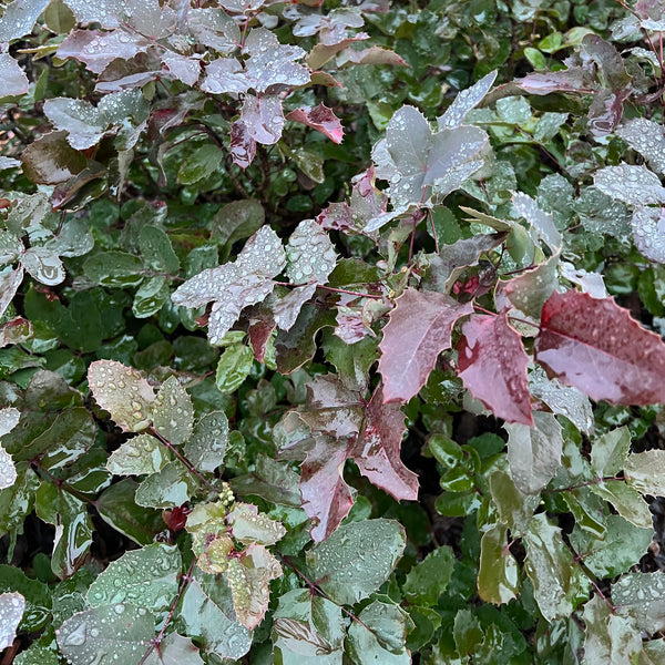 Mahonia repens - Creeping Oregon Grape