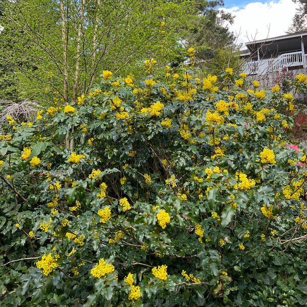 Mahonia aquifolium - Tall Oregon Grape