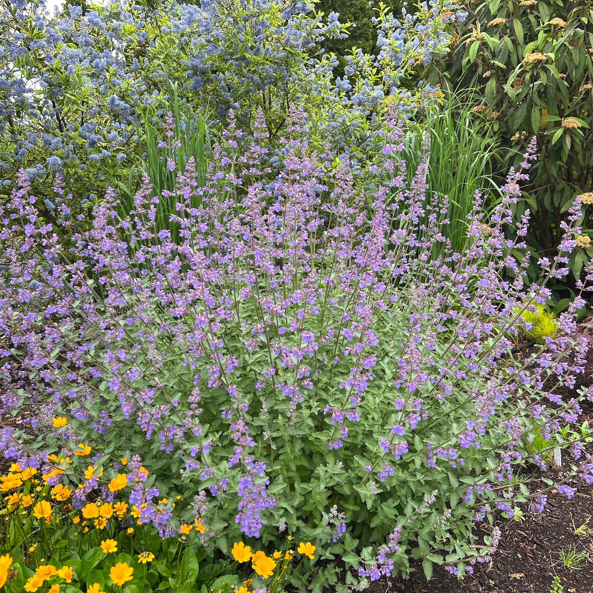 Nepeta x faassenii 'Walker's Low' - Walker's Low Catmint