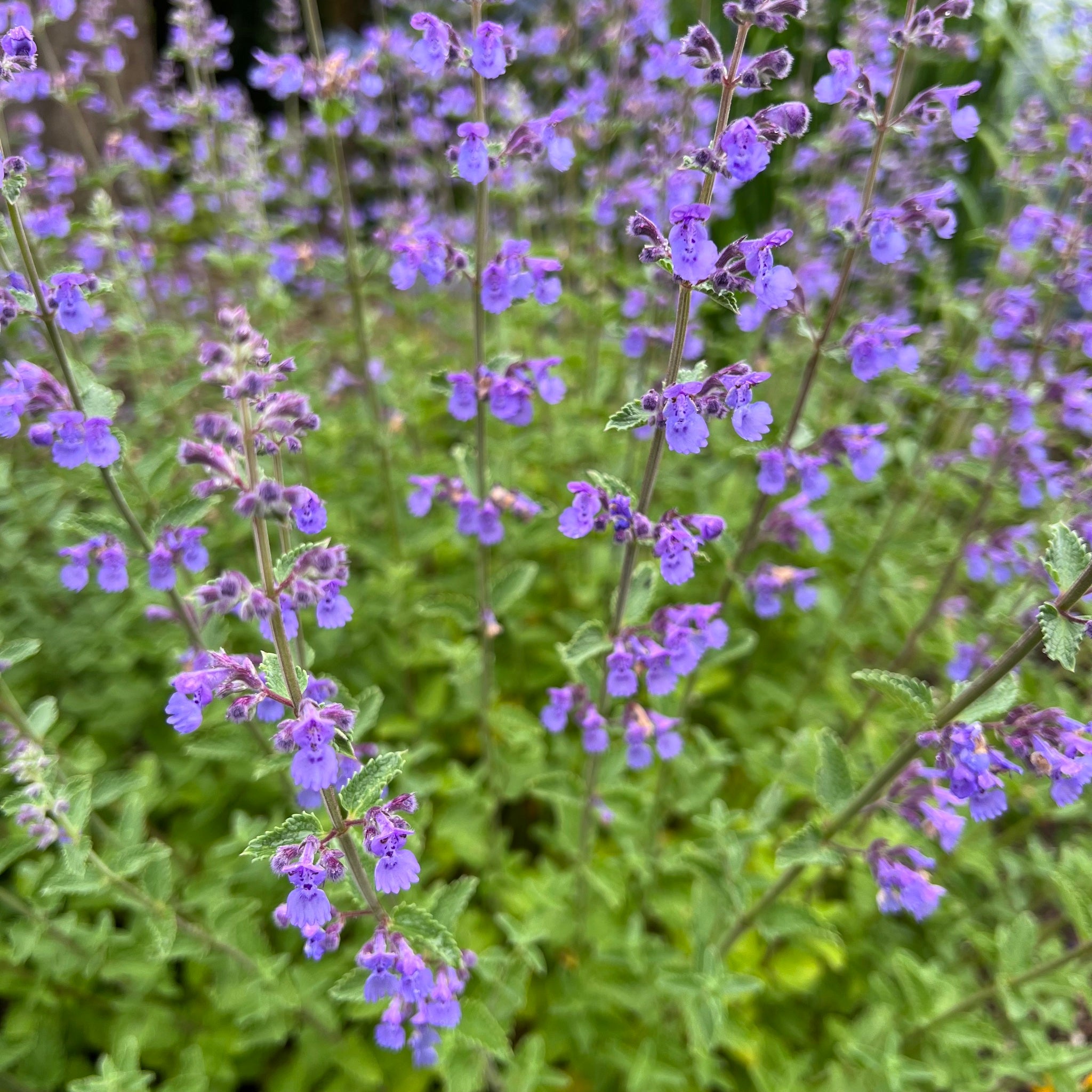 Nepeta x faassenii 'Walker's Low' - Walker's Low Catmint