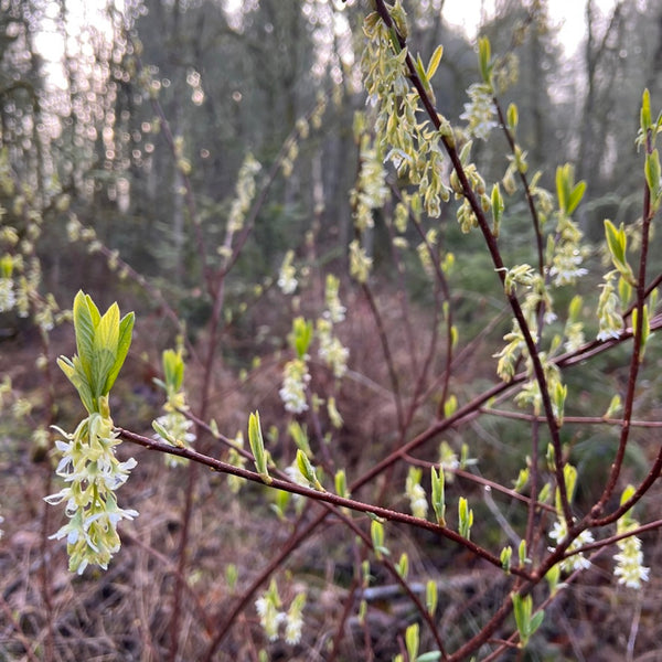 Oemleria cerasiformis - Osoberry