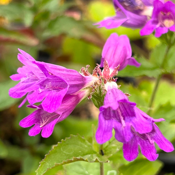 Penstemon serrulatus - Cascade Penstemon
