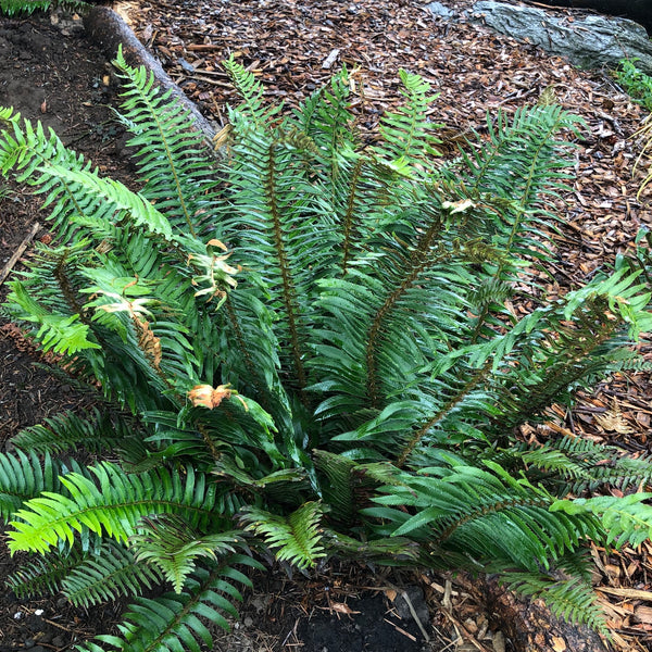 Polystichum munitum - Western Sword Fern