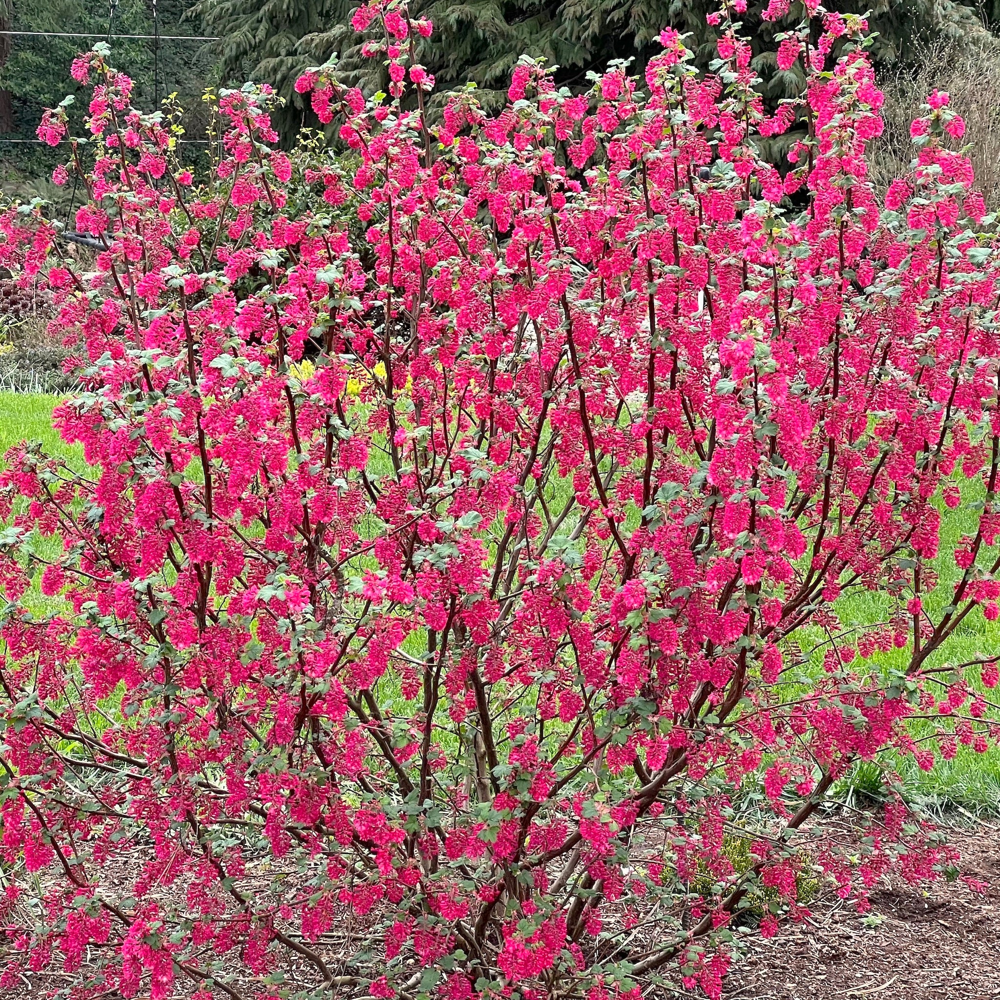 Ribes sanguineum ‘Elk Red’ - Elk Red Flowering Currant